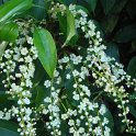 Prunus lusitanica fleur P28